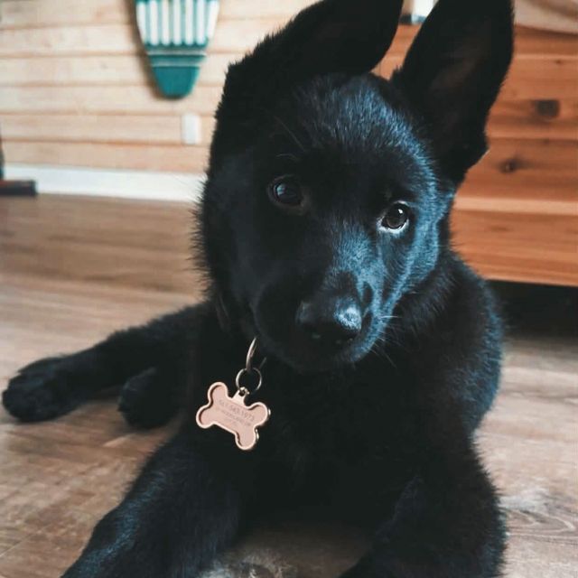 introducing harley 🐾 our pet of the month!

what’s a day in her life like? 🐶 🦴 wakes up and chooses chaos (in the best way) 🦴 tug-of-war is non-negotiable (btw she’s undefeated)  🦴 playful ankle attacks keep things interesting 🦴 follows you everywhere (yes, everywhere.) 🦴 zoomies whenever the mood hits 🦴 winds down the day with the best cuddles 

harley keeps things fun with her mischievous personality and makes sure life is never boring but she’s also the most loving, loyal pup who can’t wait to be at VERVE 🤍🐾

ps: if you’re missing a sock… she probably has it lol