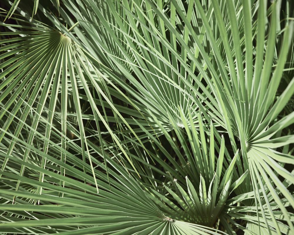 Primer plano de exuberantes hojas de palmera superpuestas bajo la luz natural del sol, que resaltan el paisaje tropical y el cálido ambiente de Florida que rodea VERVE Orlando.
