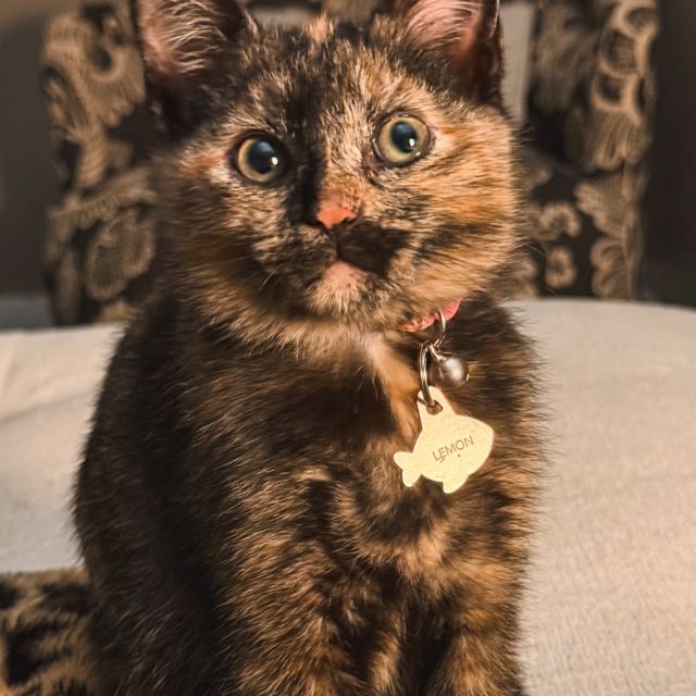 say hi to lemon 🍋 our march pet of the month!

what does a day in the life look like for this queen? 🐱

• starts the morning with biscuits, putting in that work 🤞
• parkour off the couch 🤸‍♀️
• window-watches birds like reality tv
• sun bathing to get the perfect tan for summer
• 3am zoomies = hot girl workout 🙂‍↔️

lemon stays unbothered + fully in charge of her day & she cannot wait to curl up back at VERVE 🫶