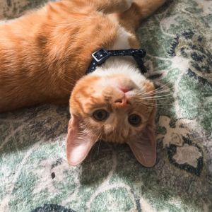 say hi to scottie👋 our december pet of the month! 

what does a day in the life look like for scottie? 🐈

• starts with sweet morning cuddles 🥰 
• curious explorer of the apartment 
• loves window watching and daydreaming 💭
• always wants to be in the center of it all 
• and a snack time enthusiast 

scottie keeps booked and busy & is counting down the days until she can call verve home 🫶