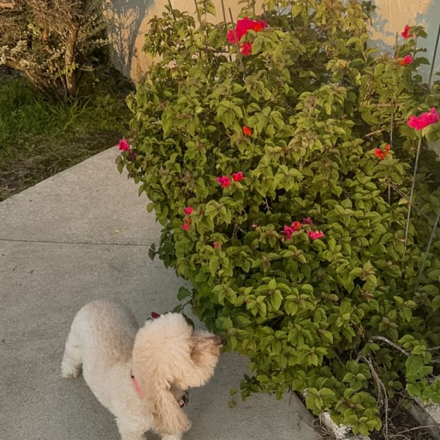 say hi to caramel 🤎 our april pet of the month!

what does a day in the life look like for her? 🐾

• wakes up and makes sure everyone is up with her 🥱
• zoomies through the living room 💨
• snack time = always 🍽️
• sits by the window and rates your outfits 👀
• follows her humans around always (no privacy allowed)
• naps like she works a full time job 💪

caramel stays booked, busy, and slightly chaotic & she’s counting down the days until she’s home at VERVE 🫶