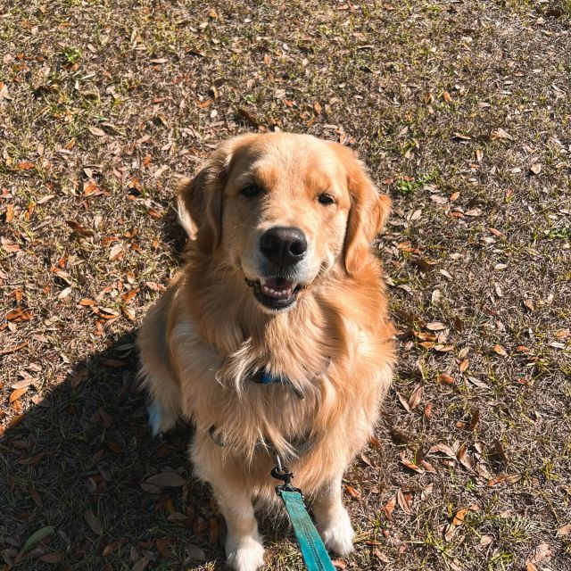 say hi to leo 👋 our january pet of the month!

what does a day in the life look like for leo? 🐶

• he kicks things off with early morning tail wags and kisses 🥰
• professional fetch champion in the living room
• patrols the windows like it’s his full-time job 👀
• follows his humans from room to room
• treats are his love language 🍪

leo stays booked and busy & is counting down the days until he can run home to verve 🫶