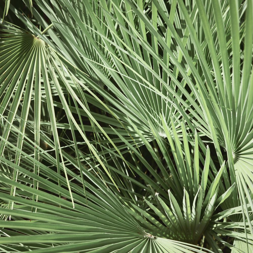 Palm trees at VERVE Orlando