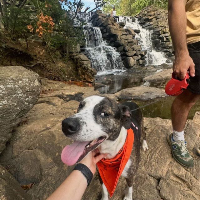 welcome roxy 🦴 our may pet of the month!

what does a day look like for her? 🐾

•  roxy loves sleeping in with her mom and getting all the morning cuddles 💤
•  she would sunbathe and go on walks all day if possible ☀️
•  she’s famous for side eyeing everyone, like you can’t see her staring 👀
•  she puts herself to bed even when mom isn’t ready yet 🐶

roxy couldn’t believe we had a pet spa and gave mom the side eye to sign ✨